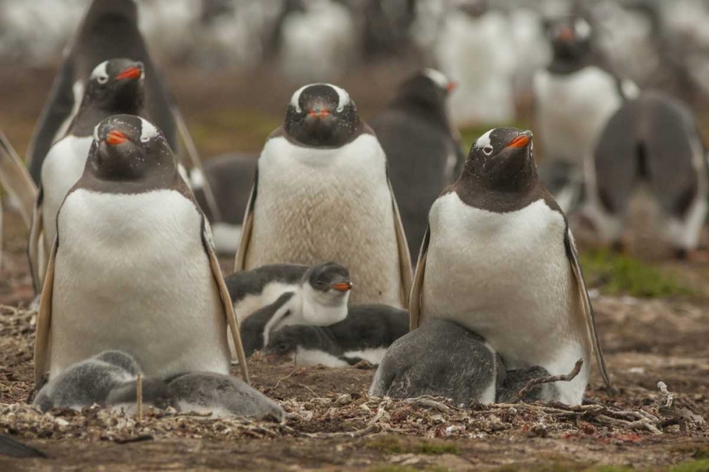 Bleaker Island Group of Gentoo penguins
